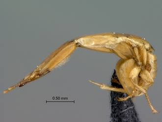 Courtella_medleri_male_habitus_lateral