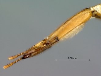 Courtella_medleri_male_head_lateral