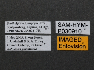 Elisabethiella_socotrensis_SAM-HYM-P030910_labels