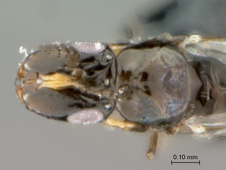 Elisabethiella_stuckenbergi_female_SA05-F75_head_dorsal