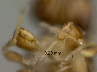 Eupristina_verticillata_SAM-HYM-P032921_foretibial_armature