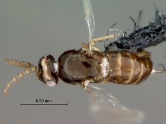 Eupristina_verticillata_SAM-HYM-P032921_habitus_dorsal