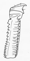 Nigeriella_excavata_mandible