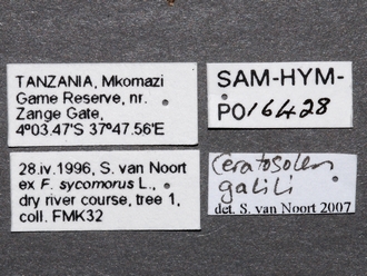 Ceratosolen_galili_P016428_male_labels