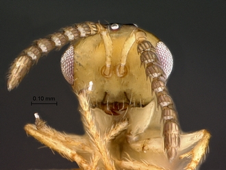 Odontofroggatia_galili_SAM-HYM-P030916_female_head_frontal