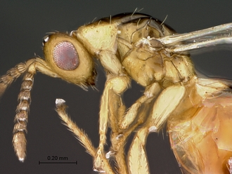 Odontofroggatia_galili_SAM-HYM-P030916_female_head_mesosoma_lateral