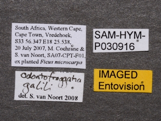 Odontofroggatia_galili_SAM-HYM-P030916_female_labels