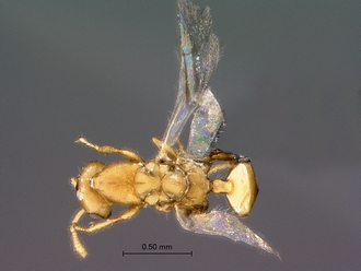 Odontofroggatia_galili_SAM-HYM-P030916_male_habitus_dorsal