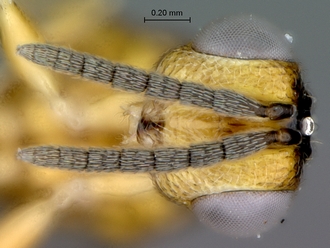 Sycophila_ex_conraui_P025036_female_head_frontal