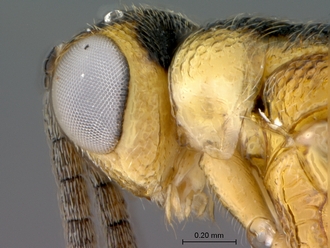 Sycophila_ex_conraui_P025036_female_head_genal_carina