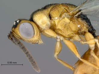 Sycophila_ex_conraui_P025036_female_head_mesosoma_lateral