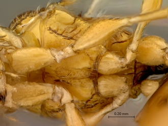 Sycophila_ex_conraui_P025036_female_mesosoma_ventral