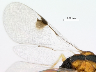 Sycophila_ex_conraui_P025036_female_wings