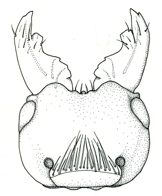 Otitesella_longicauda_male_head