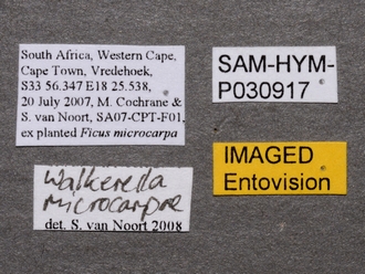 Walkerella_microcarpae_SAM-HYM-P030917_female_labels