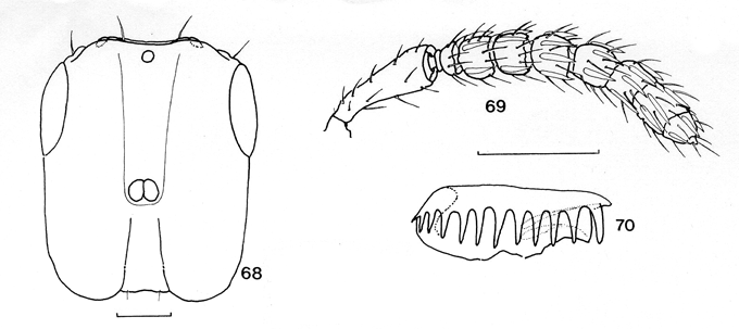 Crossogaster_hilli_van_Noort