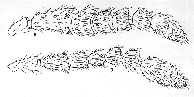 Crossogaster_inusitata_van_Noort