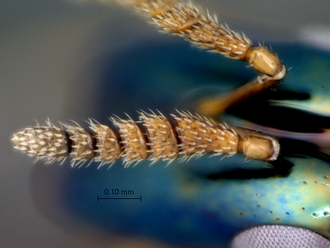 Crossogaster_inusitata_female_antenna