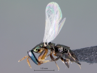 Crossogaster_inusitata_female_habitus