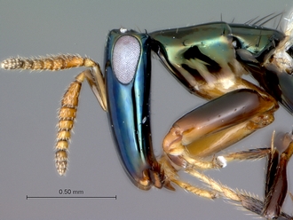 Crossogaster_inusitata_female_head_lateral