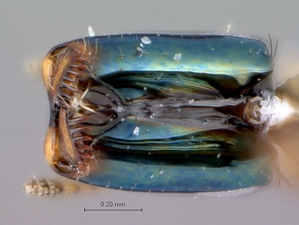 Crossogaster_inusitata_female_head_ventral