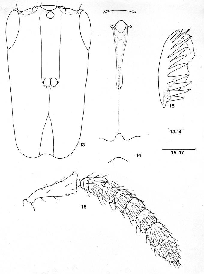 Crossogaster_lachaisei_van_Noort