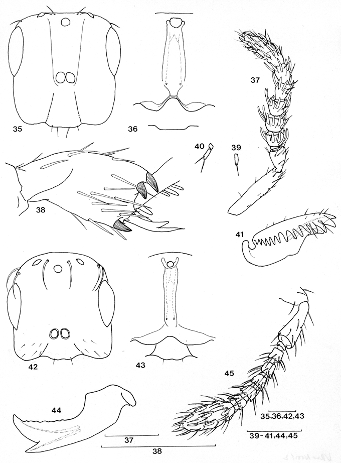 Crossogaster_lurida_van_Noort