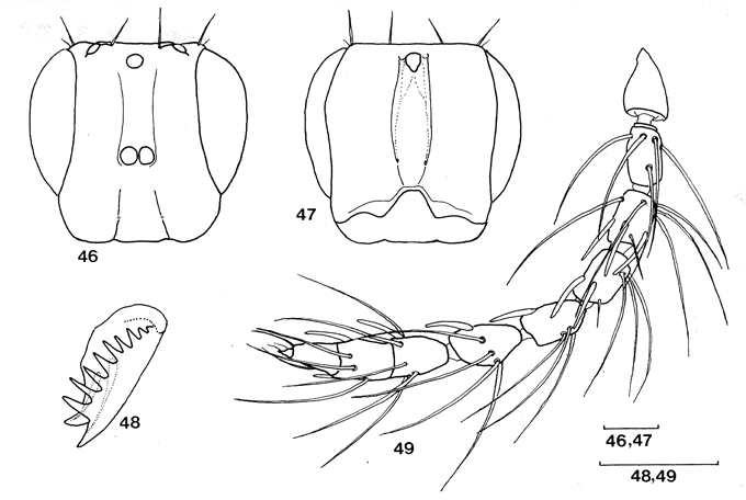 Crossogaster_oculagrandis_van_Noort