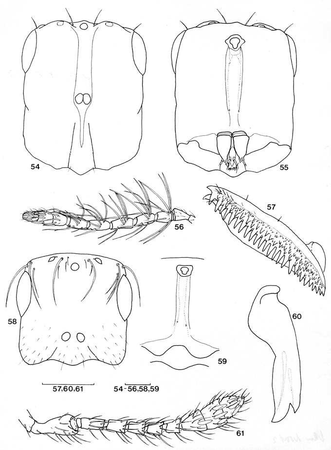 Crossogaster_praeacuta_van_Noort