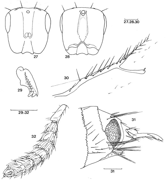 Crossogaster_stigma_van_Noort