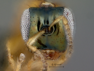 Diaziella_macroptera