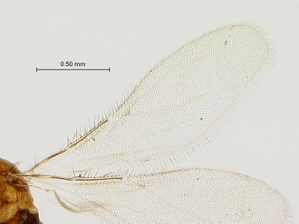 Diaziella_macroptera