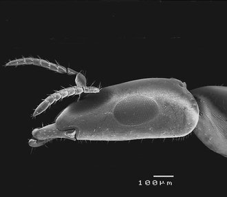 Robertsia_mandibularis_head_lateral