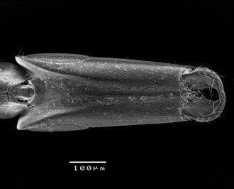 Robertsia_weibleni_head_ventral