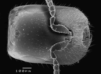 Robertsia_xylosyciae_head_dorsal