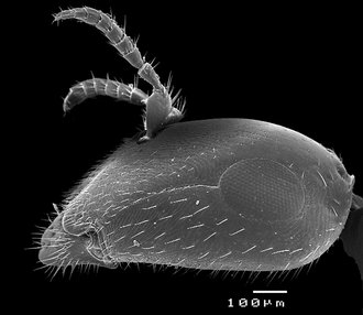 Robertsia_xylosyciae_head_lateral