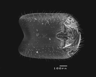 Robertsia_xylosyciae_head_ventral