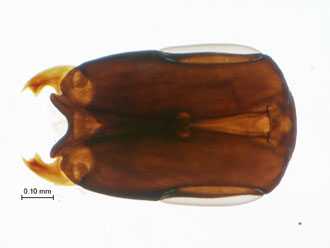 Philocaenus_bifurcus_head_frontal_slide_preparation_canada_balsam