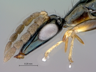 Sycoecus_taylori_head_lateral