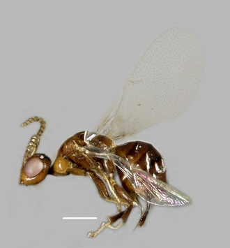 Anidarnes_brevicauda_habitus