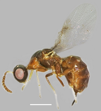 Anidarnes_brevior perforata_habitus