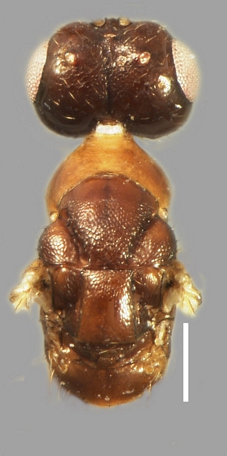 Anidarnes_brevior_mesosoma_entovision