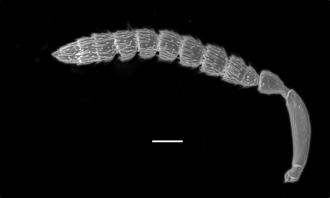 Anidarnes_isophlebiae_antenna