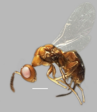 Anidarnes_isophlebiae_habitus