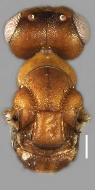 Anidarnes_isophlebiae_mesosoma_entovision