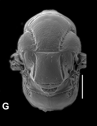 Anidarnes_jimeneziae_mesosoma_SEM