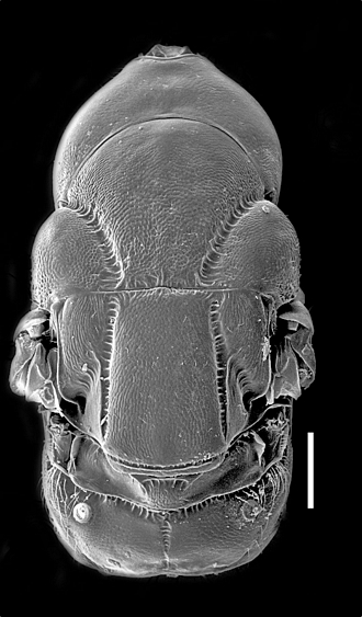 Anidarnes_longiscutellum_mesosoma_SEM