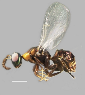 Anidarnes_martinae_habitus