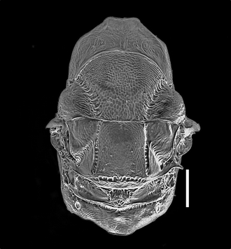 Anidarnes_martinae_mesosoma_SEM