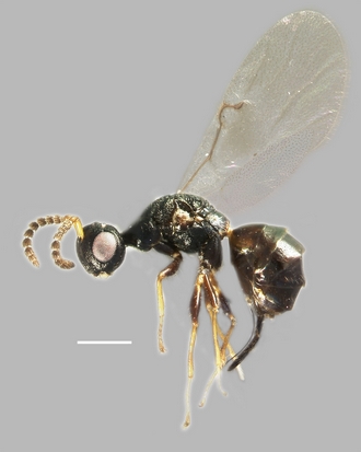 Anidarnes_niger_habitus